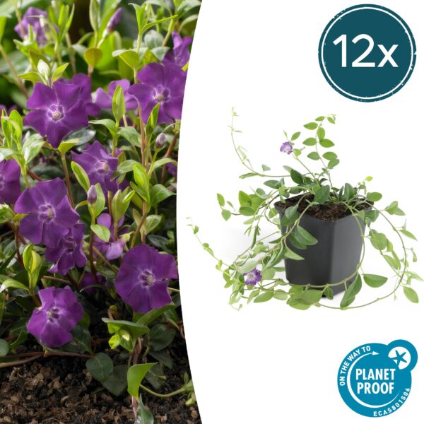 thumbnail_6000-1839.jpg Vinca minor 'Atropurpurea' | 12 stuks