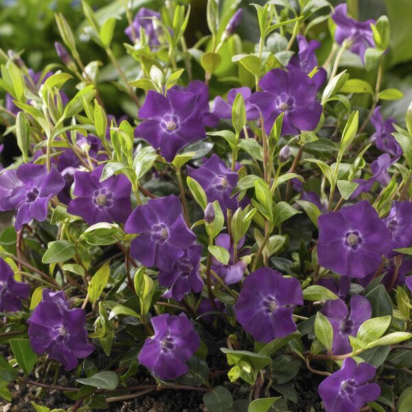 thumbnail_6000-1843.jpg Vinca minor 'Atropurpurea' | 12 stuks