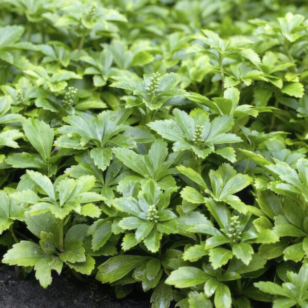 thumbnail_6000-1872.jpg Pachysandra terminalis 'Green Carpet' | 12 stuks