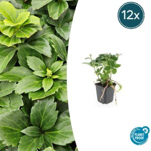 Pachysandra terminalis | 12 stuks