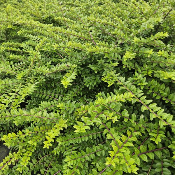 thumbnail_6000-1900.jpg Lonicera nitida 'Maigrün' | 12 stuks