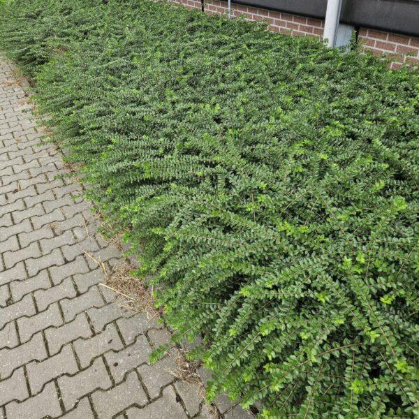 thumbnail_6000-1901.jpg Lonicera nitida 'Maigrün' | 12 stuks