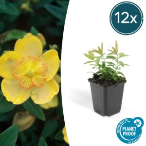 Hypericum calycinum | 12 stuks