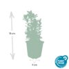 Euonymus japonicus 'Green Spire' | 12 stuks