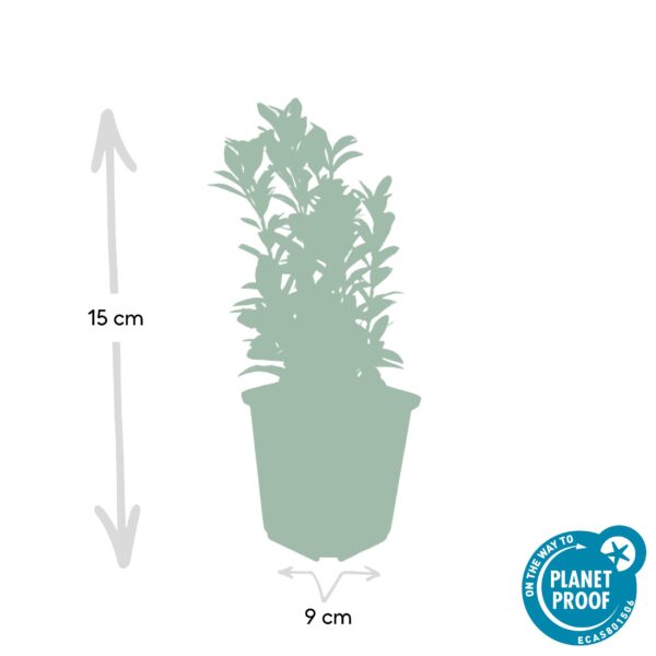 Euonymus japonicus 'Green Spire' | 12 stuks