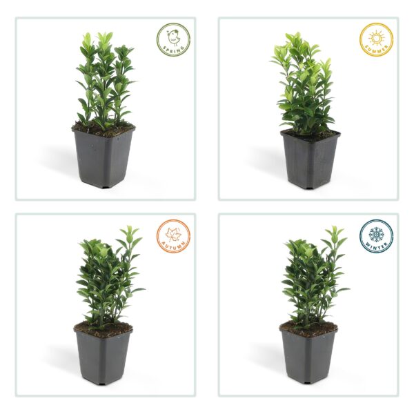 Euonymus japonicus 'Green Spire' | 12 stuks
