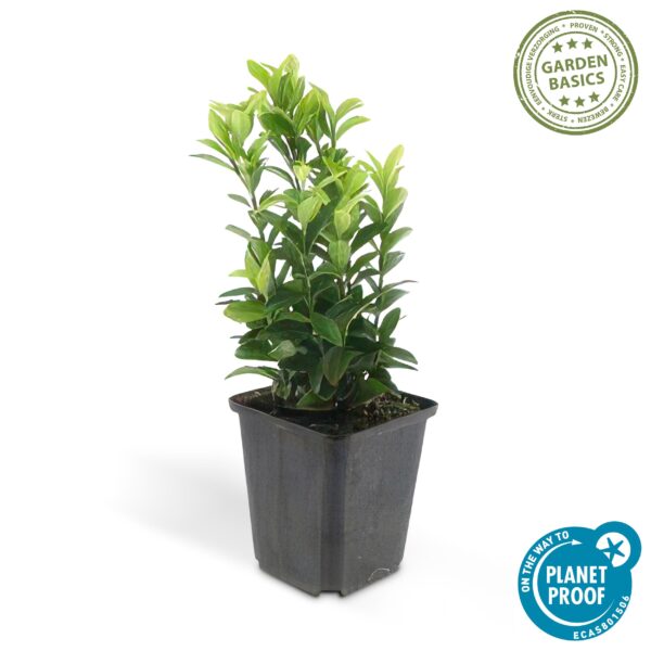 Euonymus japonicus 'Green Spire' | 12 stuks
