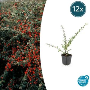 thumbnail_6000-1931.jpg Cotoneaster suec. 'Coral Beauty' | 12 stuks