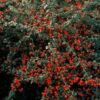 Cotoneaster suecicus 'Coral Beauty' | 12 stuks