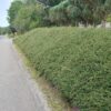 Cotoneaster suecicus 'Coral Beauty' | 12 stuks