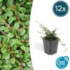 Cotoneaster prostratus 'Streib's Findling' | 12 stuks