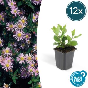 Aster ageratoides 'Asran' | 12 stuks