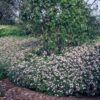 Aster ageratoides 'Asran' | 12 stuks