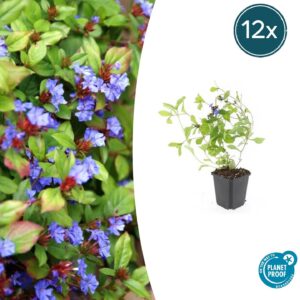Ceratostigma plumbaginoides | 12 stuks