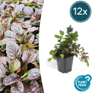 Ajuga reptans | 12 stuks