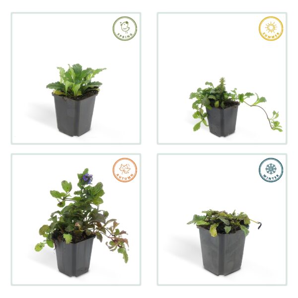 Ajuga reptans | 12 stuks