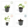 Geranium Rozanne | 12 stuks