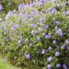 Geranium Rozanne | 12 stuks