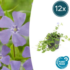 Vinca minor 'La Grave' | 12 stuks