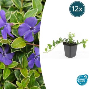 thumbnail_6000-2038.jpg Vinca minor 'Argenteovariegata' | 12 stuks