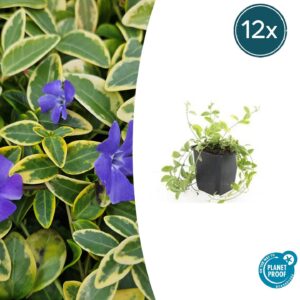 thumbnail_6000-2044.jpg Vinca minor 'Aureovariegata' | 12 stuks