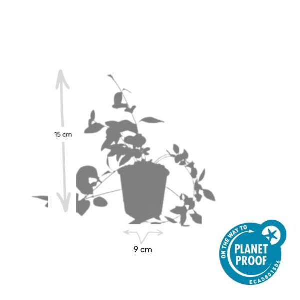 Vinca major 'Alba' | 12 stuks