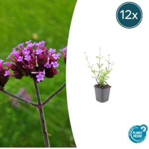 Verbena bon. 'Lollipop' | 12 stuks