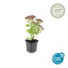 Sedum 'Herbstfreude' | 12 stuks