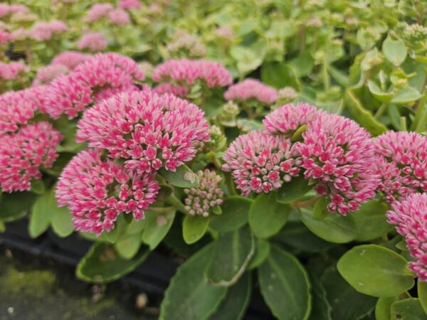 Sedum 'Herbstfreude' | 12 stuks
