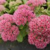 Sedum 'Herbstfreude' | 12 stuks