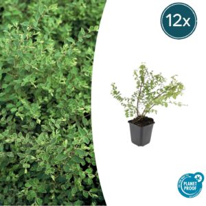 thumbnail_6000-2072.jpg Symphoricarpos ch. 'Hancock' | 12 stuks