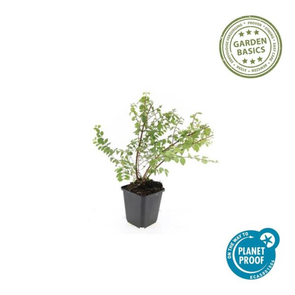 Symphoricarpos chenaultii 'Hancock' | 12 stuks