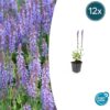 Salvia nemorosa 'Caradonna' | 12 stuks