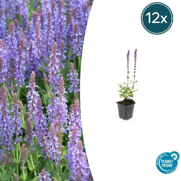 thumbnail_6000-2097.jpg Salvia nemorosa 'Caradonna' | 12 stuks