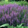 Salvia nemorosa 'Caradonna' | 12 stuks