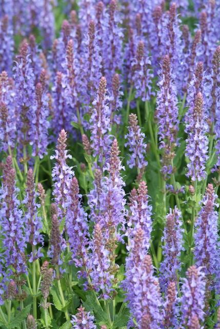 thumbnail_6000-2100.jpg Salvia nemorosa 'Caradonna' | 12 stuks