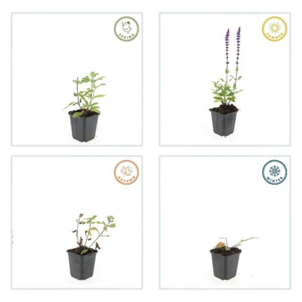 thumbnail_6000-2101.jpg Salvia nemorosa 'Caradonna' | 12 stuks