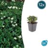 Potentilla tridentata 'Nuuk' | 12 stuks