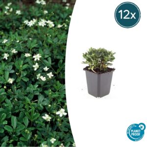 thumbnail_6000-2103.jpg Potentilla tridentata 'Nuuk' | 12 stuks