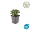 Potentilla tridentata 'Nuuk' | 12 stuks