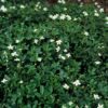 Potentilla tridentata 'Nuuk' | 12 stuks