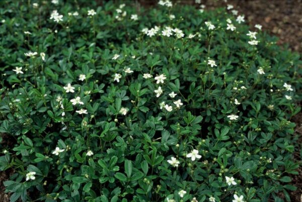 Potentilla tridentata 'Nuuk' | 12 stuks