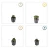Potentilla tridentata 'Nuuk' | 12 stuks