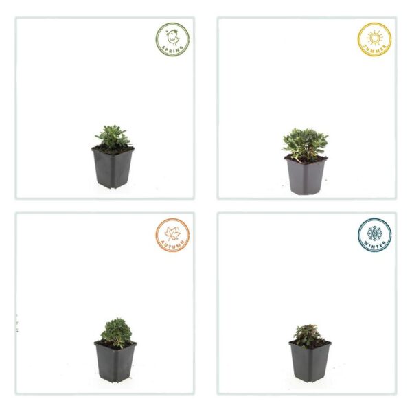 Potentilla tridentata 'Nuuk' | 12 stuks