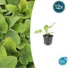Phlomis russeliana | 12 stuks