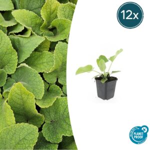 Phlomis russeliana | 12 stuks