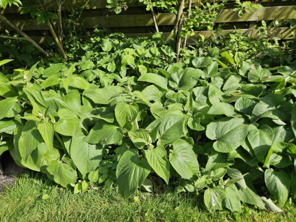 thumbnail_6000-2117.jpg Phlomis russeliana | 12 stuks
