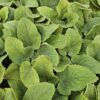 Phlomis russeliana | 12 stuks