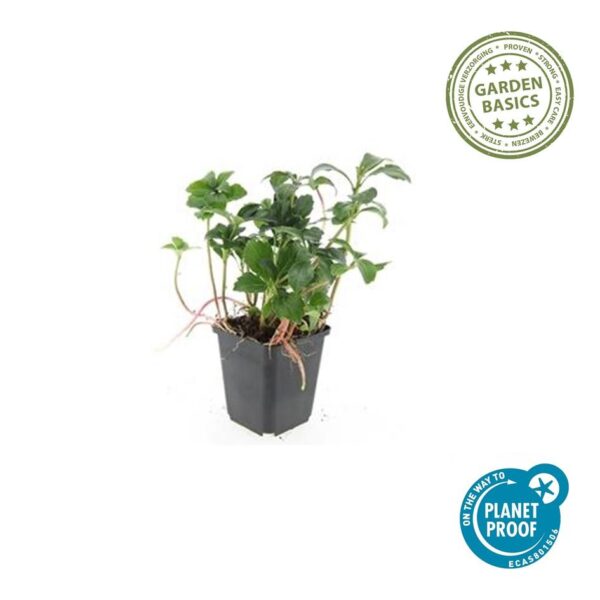 Pachysandra terminalis 'Green Sheen' | 12 stuks