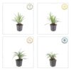 Liriope muscari 'Moneymaker' | 12 stuks
